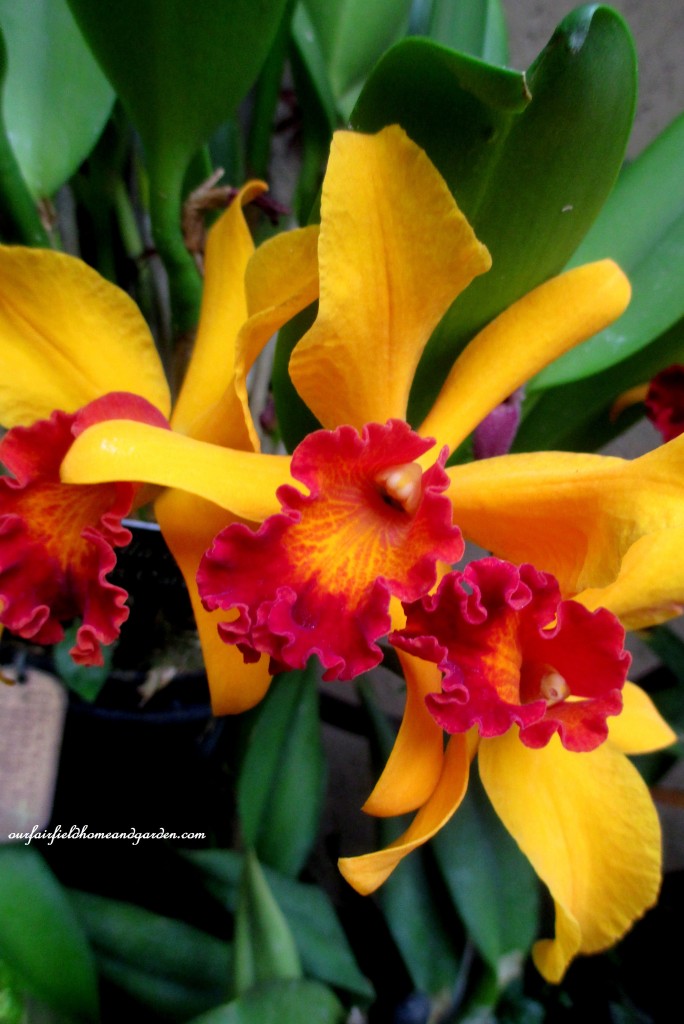 Longwood Gardens Orchids https://ourfairfieldhomeandgarden.com/a-visit-to-longwood-gardens-orchid-extravaganza-2015/
