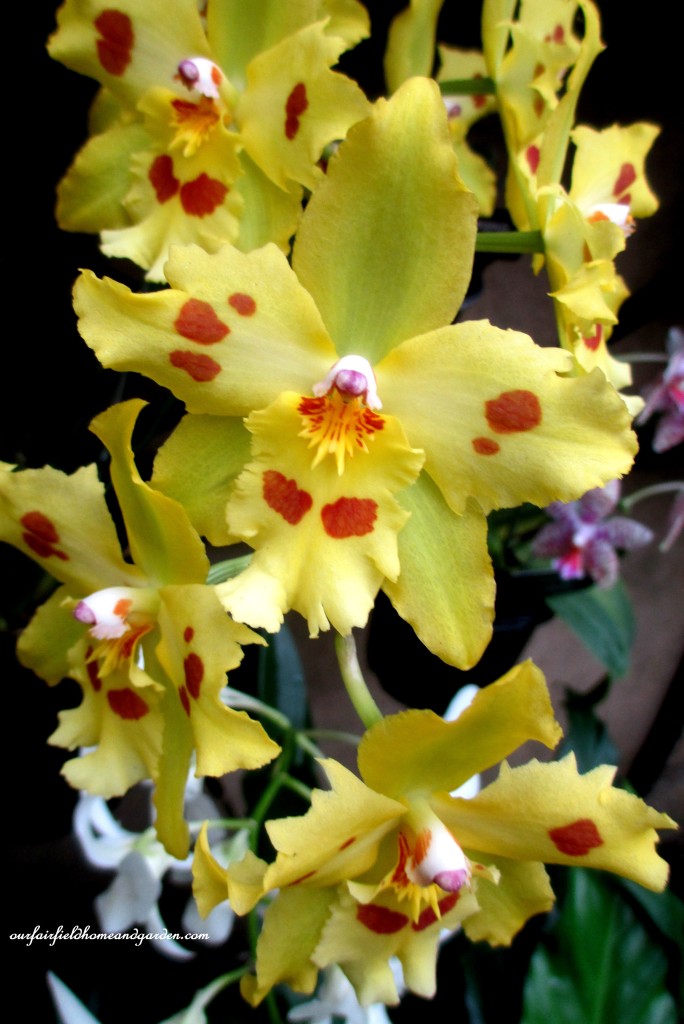 Longwood Gardens Orchids https://ourfairfieldhomeandgarden.com/a-visit-to-longwood-gardens-orchid-extravaganza-2015/