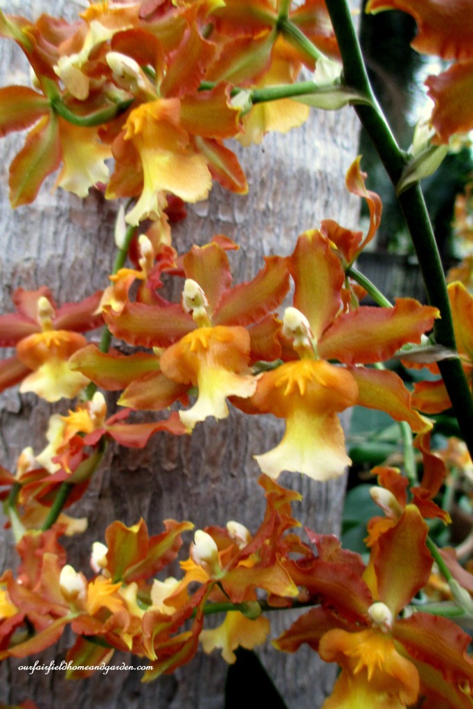 Longwood Gardens Orchids https://ourfairfieldhomeandgarden.com/a-visit-to-longwood-gardens-orchid-extravaganza-2015/