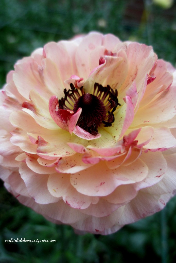Ranunculus https://ourfairfieldhomeandgarden.com/a-visit-to-longwood-gardens-orchid-extravaganza-2015/