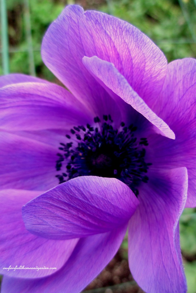 Anemone ~ Windflower https://ourfairfieldhomeandgarden.com/a-visit-to-longwood-gardens-orchid-extravaganza-2015/