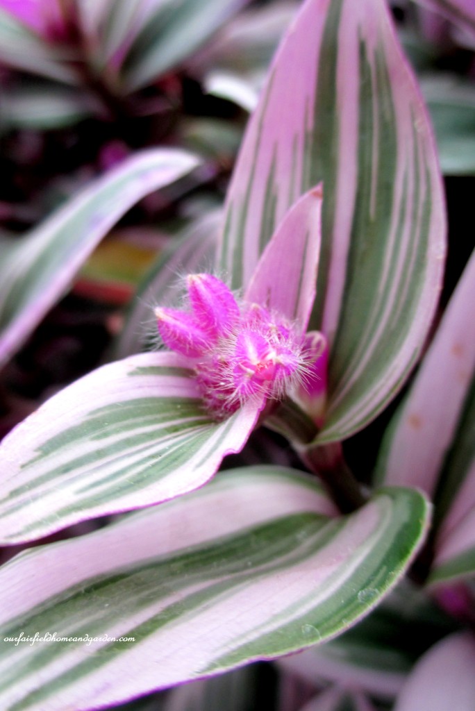 Variegated Tradescantia https://ourfairfieldhomeandgarden.com/a-visit-to-longwood-gardens-orchid-extravaganza-2015/
