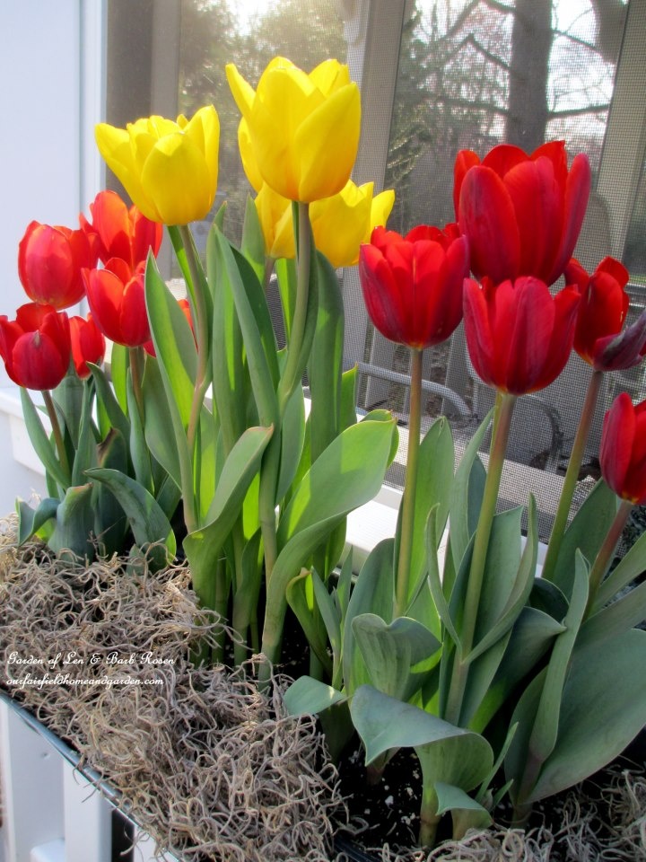 Tulips and More Tulips! https://ourfairfieldhomeandgarden.com/spring-windowboxes/