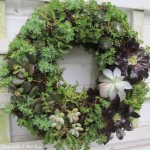 DIY ~ Succulent Wreath https://ourfairfieldhomeandgarden.com/diy-project-make-a-succulent-wreath/