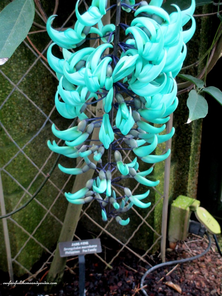 Jade Vine (strongylodon macrobotrys) growing at Longwood Gardens https://ourfairfieldhomeandgarden.com/jade-vine-strongylodon-macrobotrys/