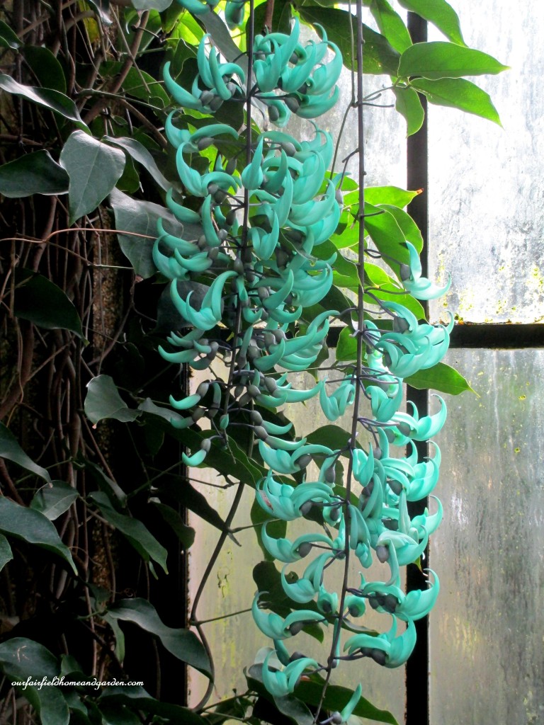 Jade Vine https://ourfairfieldhomeandgarden.com/jade-vine-strongylodon-macrobotrys/