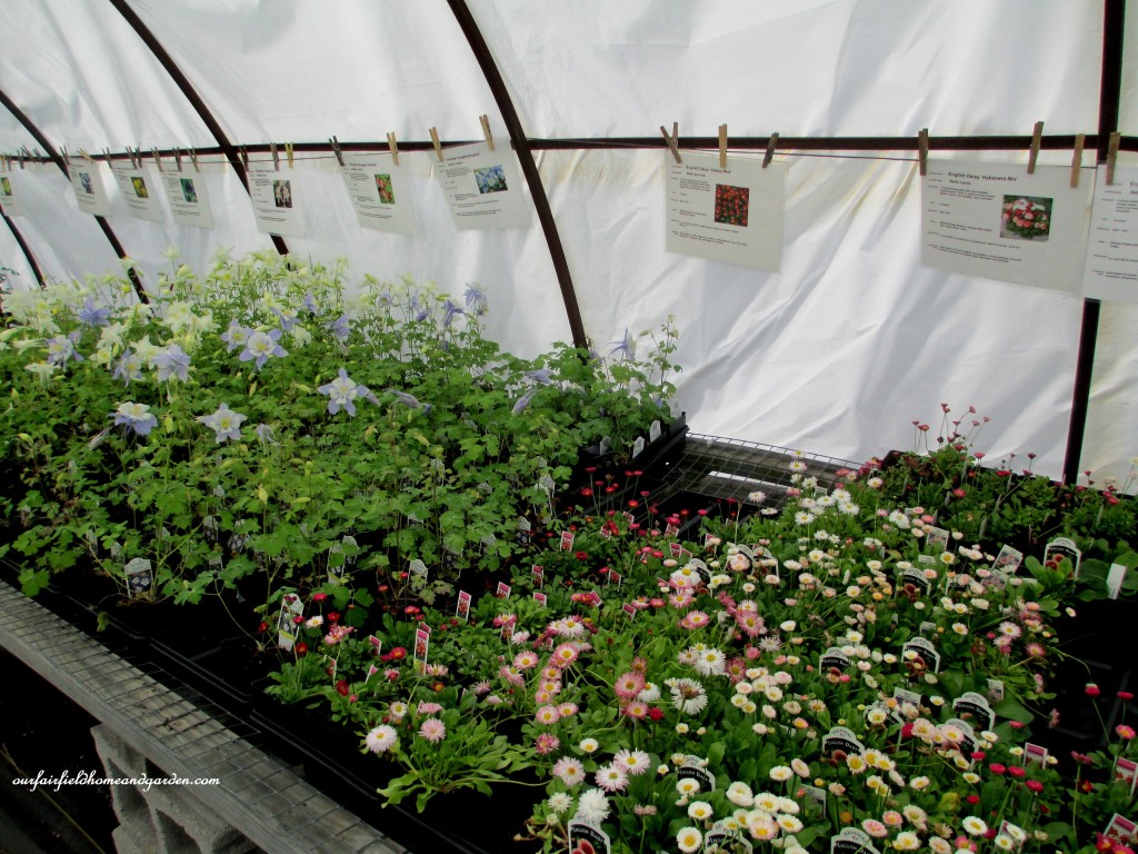 Buy small starts or gallon pots! Groff's has an amazing variety of annuals, perennials and shrubs.