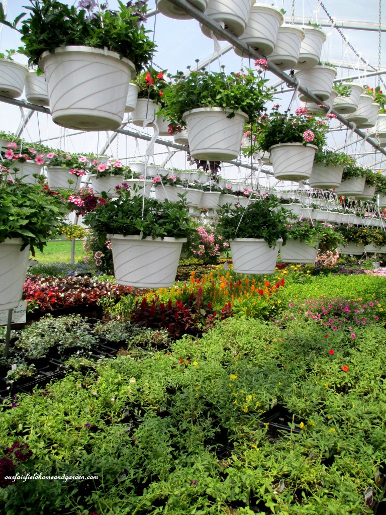 Greenhouses filled with plants of every kind! https://ourfairfieldhomeandgarden.com/road-trip-lancaster-county-greenhouses/