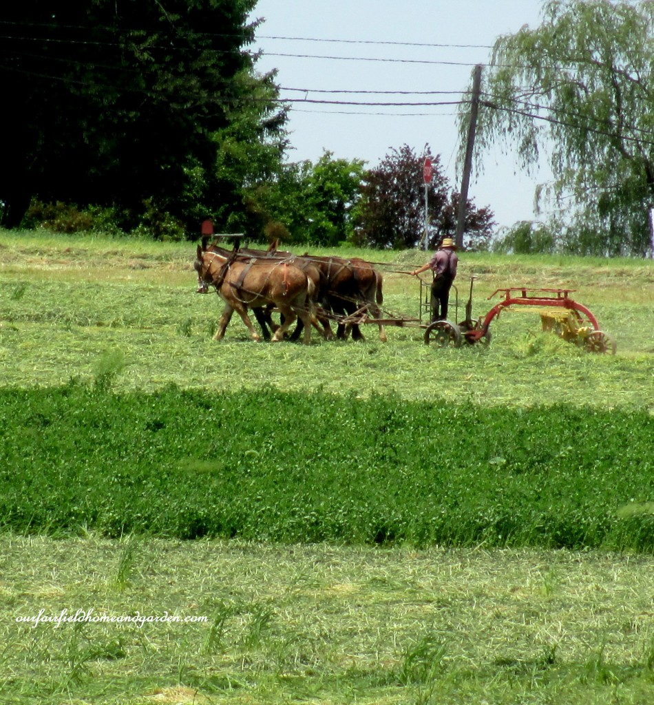 Hay Mowing Time https://ourfairfieldhomeandgarden.com/road-trip-lancaster-county-greenhouses/