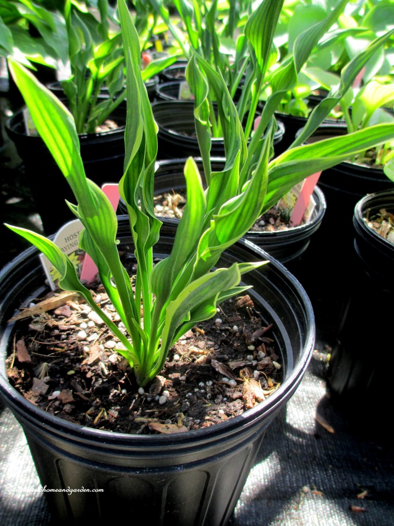 Hosta "Praying Hands" https://ourfairfieldhomeandgarden.com/road-trip-lancaster-county-greenhouses/