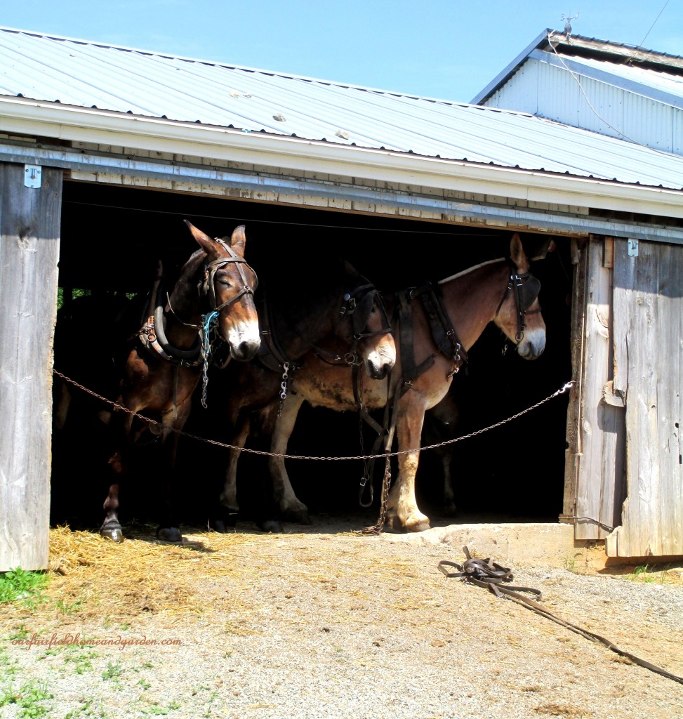 Noontime Rest https://ourfairfieldhomeandgarden.com/road-trip-lancaster-county-greenhouses/