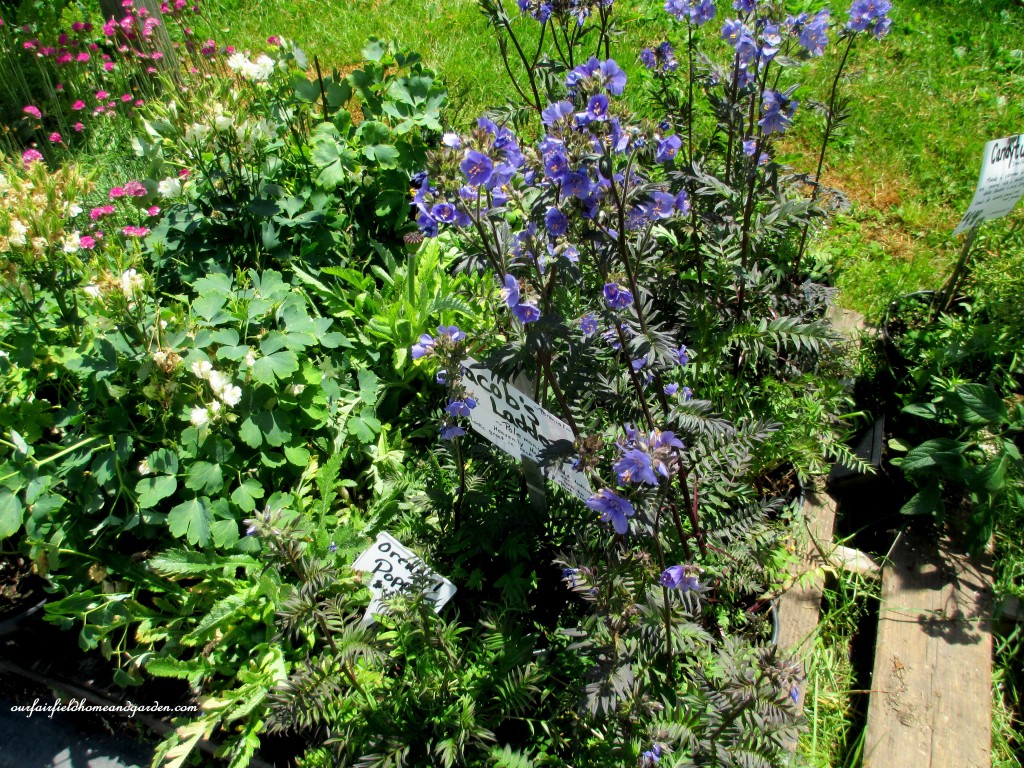Perennials For Sale! https://ourfairfieldhomeandgarden.com/road-trip-lancaster-county-greenhouses/