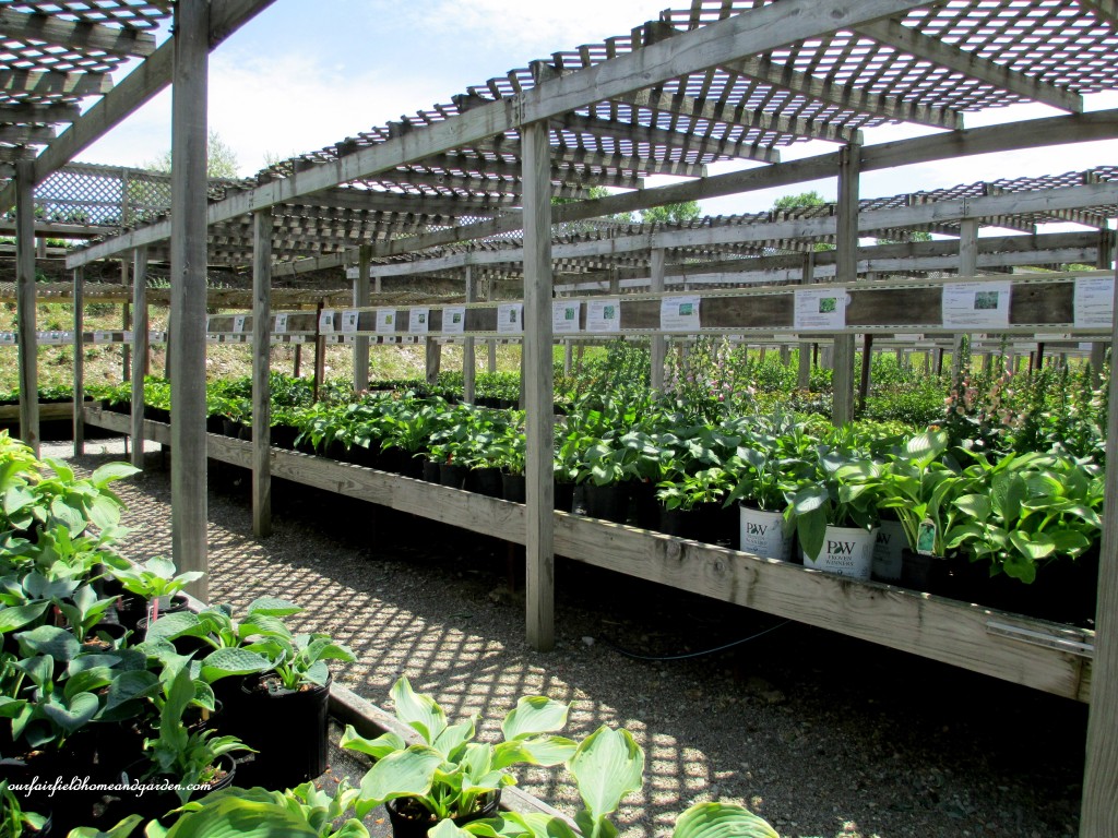 Row after row of shade plants! Sun perennials and greenhouses galore to tempt you at Groff's Plant Farm!