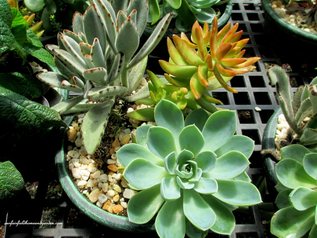 Succulent Bowl https://ourfairfieldhomeandgarden.com/road-trip-lancaster-county-greenhouses/