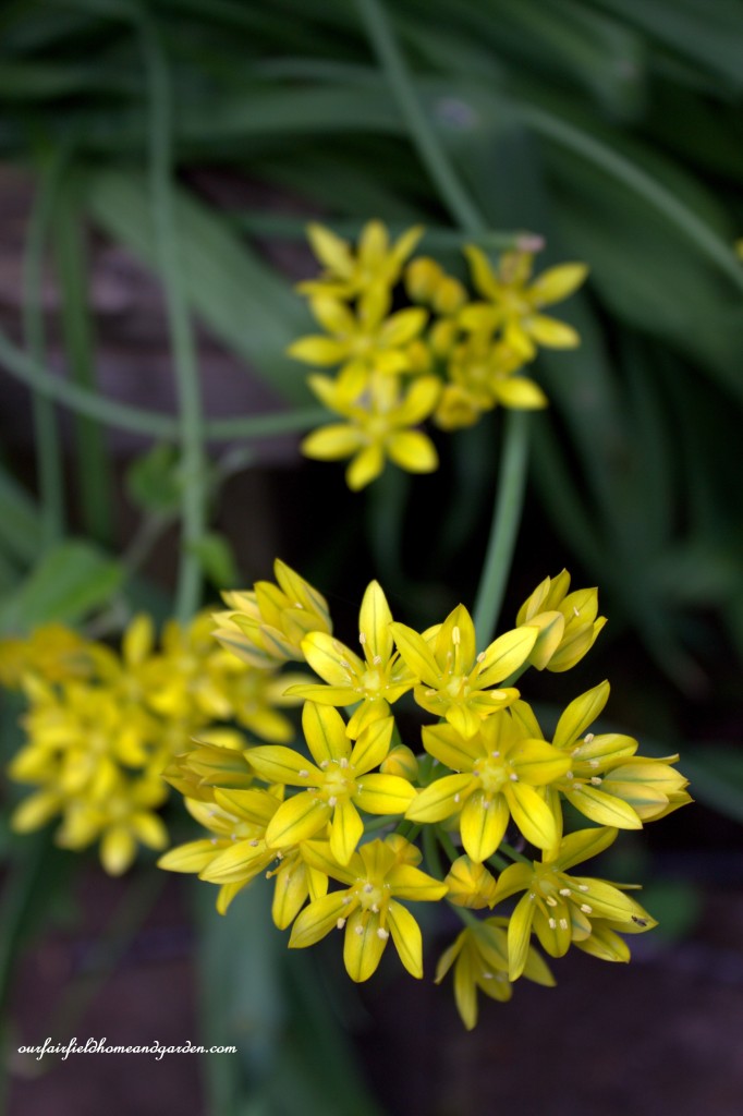 Allium ~ Cottage In the Roses https://ourfairfieldhomeandgarden.com/cottage-in-the-roses/
