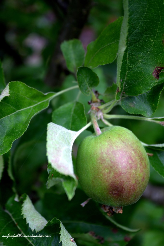 Apple Tree ~ Cottage In the Roses https://ourfairfieldhomeandgarden.com/cottage-in-the-roses/