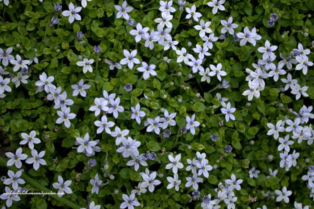 Blue Star Creeper ~ Cottage In the Roses https://ourfairfieldhomeandgarden.com/cottage-in-the-roses/