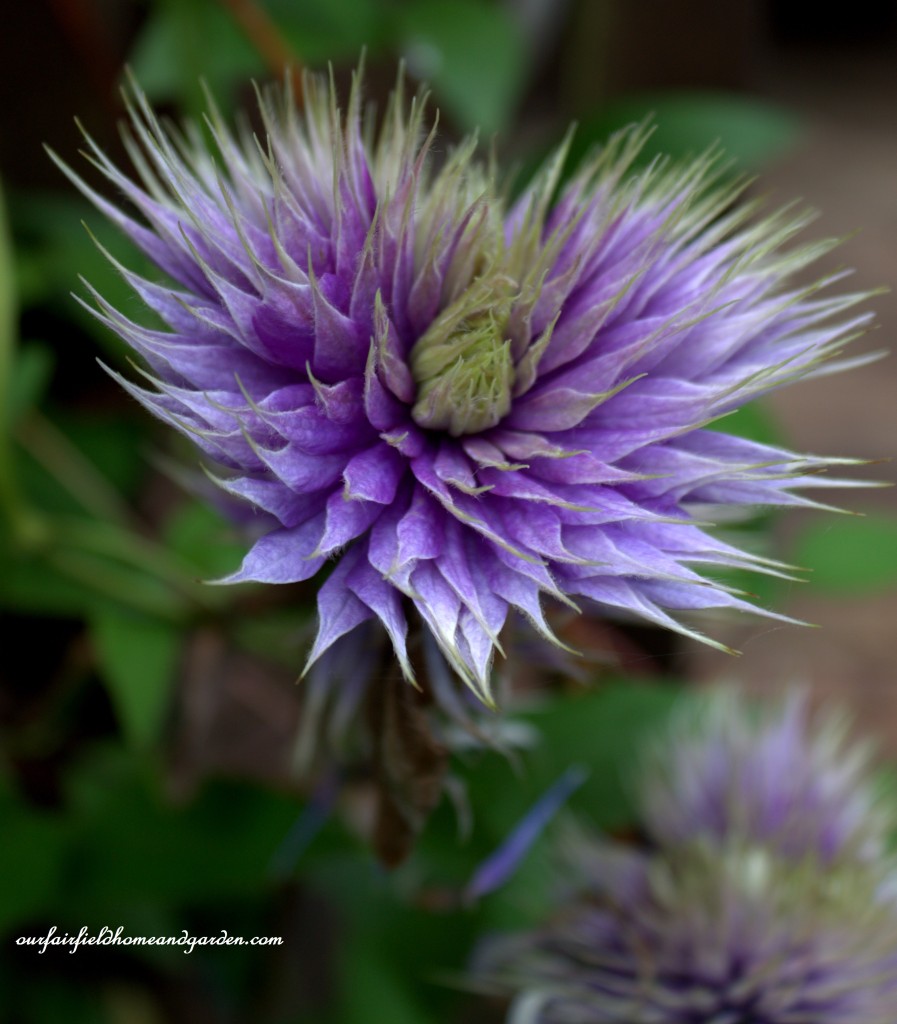 Clematis ~ Cottage In the Roses https://ourfairfieldhomeandgarden.com/cottage-in-the-roses/