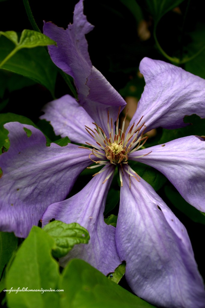 Clematis Vine ~ Cottage In the Roses https://ourfairfieldhomeandgarden.com/cottage-in-the-roses/