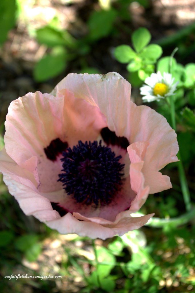 Poppy ~ Cottage In the Roses https://ourfairfieldhomeandgarden.com/cottage-in-the-roses/