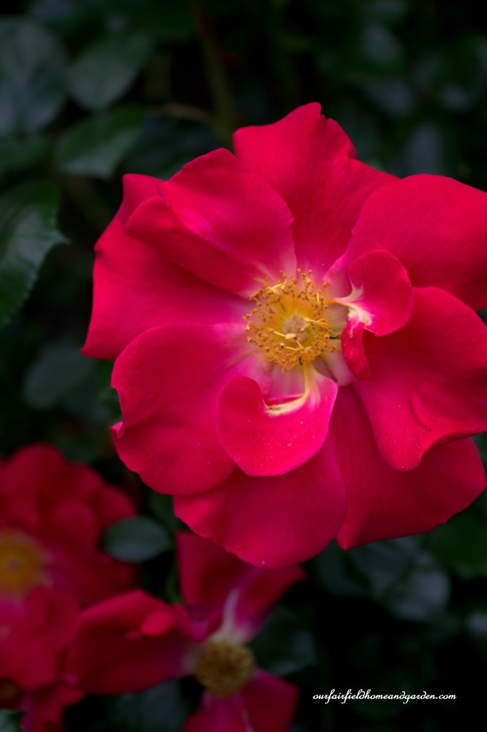 Rose Bloom ~ Cottage In the Roses https://ourfairfieldhomeandgarden.com/cottage-in-the-roses/