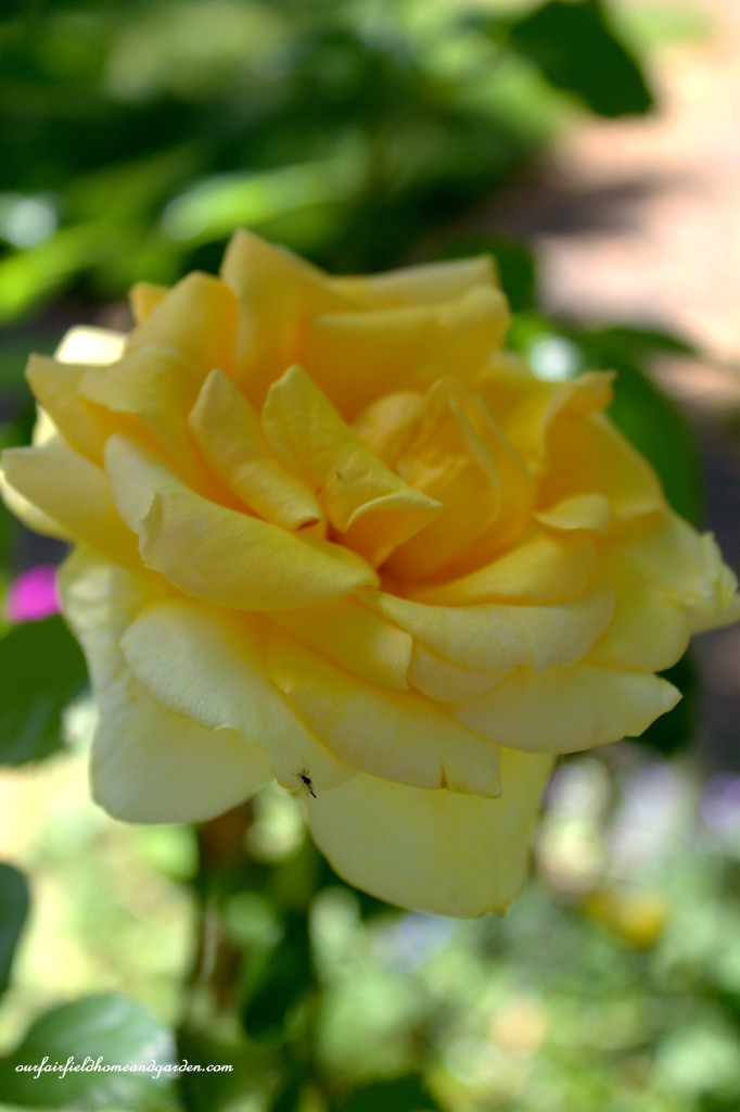 Yellow Rose ~ Cottage In The Roses https://ourfairfieldhomeandgarden.com/cottage-in-the-roses/