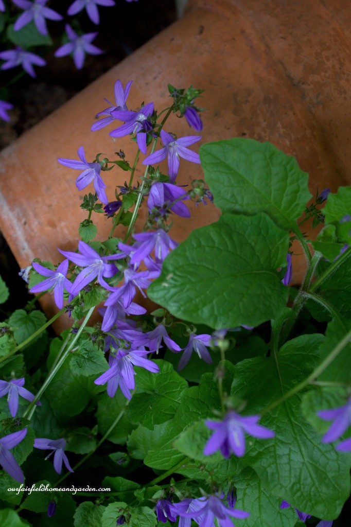Tiny Campanula ~ Cottage In the Roses https://ourfairfieldhomeandgarden.com/cottage-in-the-roses/