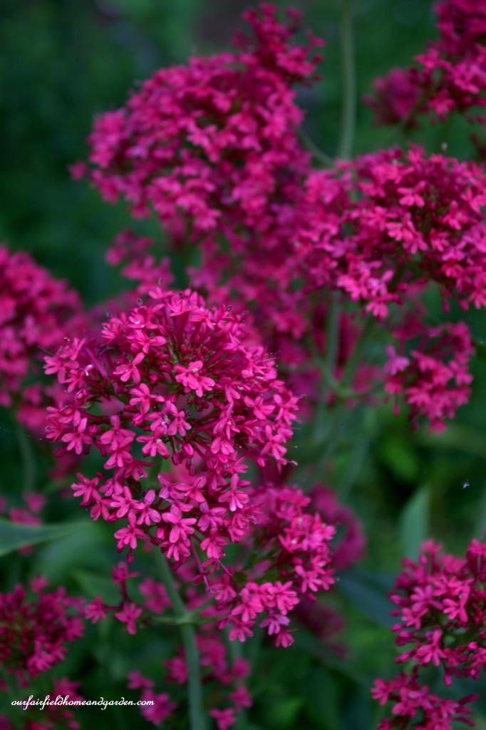 Valerian ~ Cottage In the Roses https://ourfairfieldhomeandgarden.com/cottage-in-the-roses/