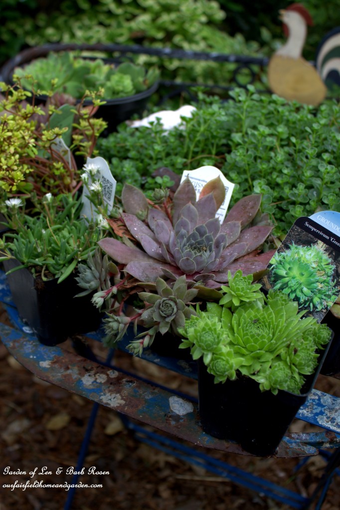 DIY Greenroof Birdhouses https://ourfairfieldhomeandgarden.com/diy-easy-greenroof-birdhouses/