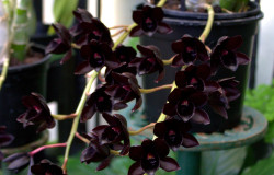 Black Orchid