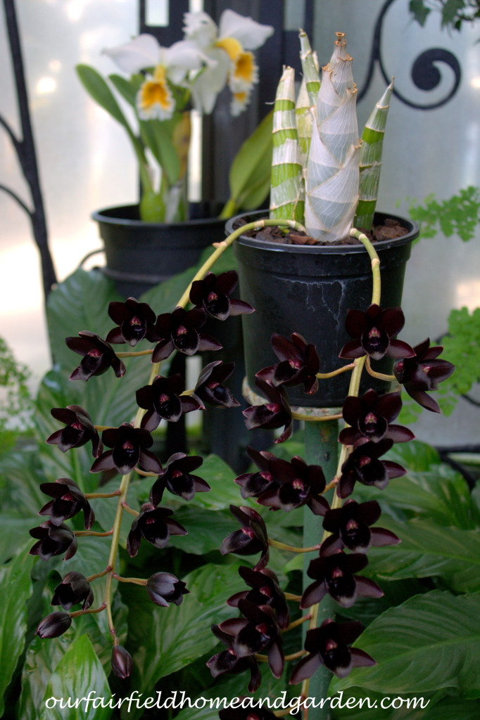 Black Orchid ~ Orchid x Fredclarkeara, After Dark 'SVO Black Pearl' https://ourfairfieldhomeandgarden.com/black-orchids-field-trip-to-longwood-gardens/