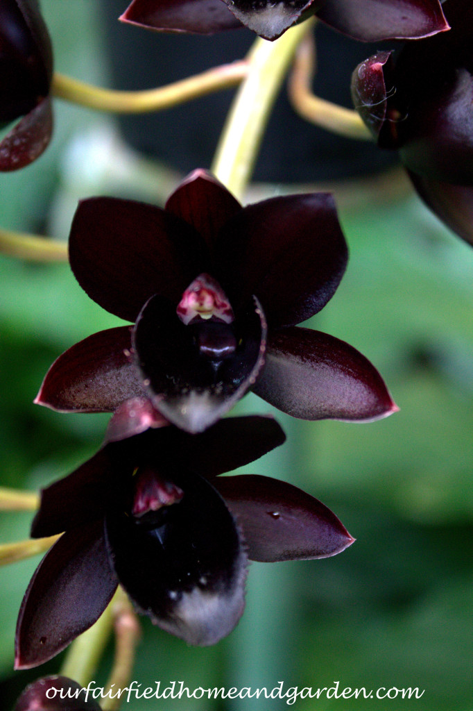 Black Orchid https://ourfairfieldhomeandgarden.com/black-orchids-field-trip-to-longwood-gardens/