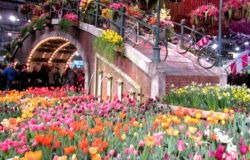 2017 Philadelphia Flower Show