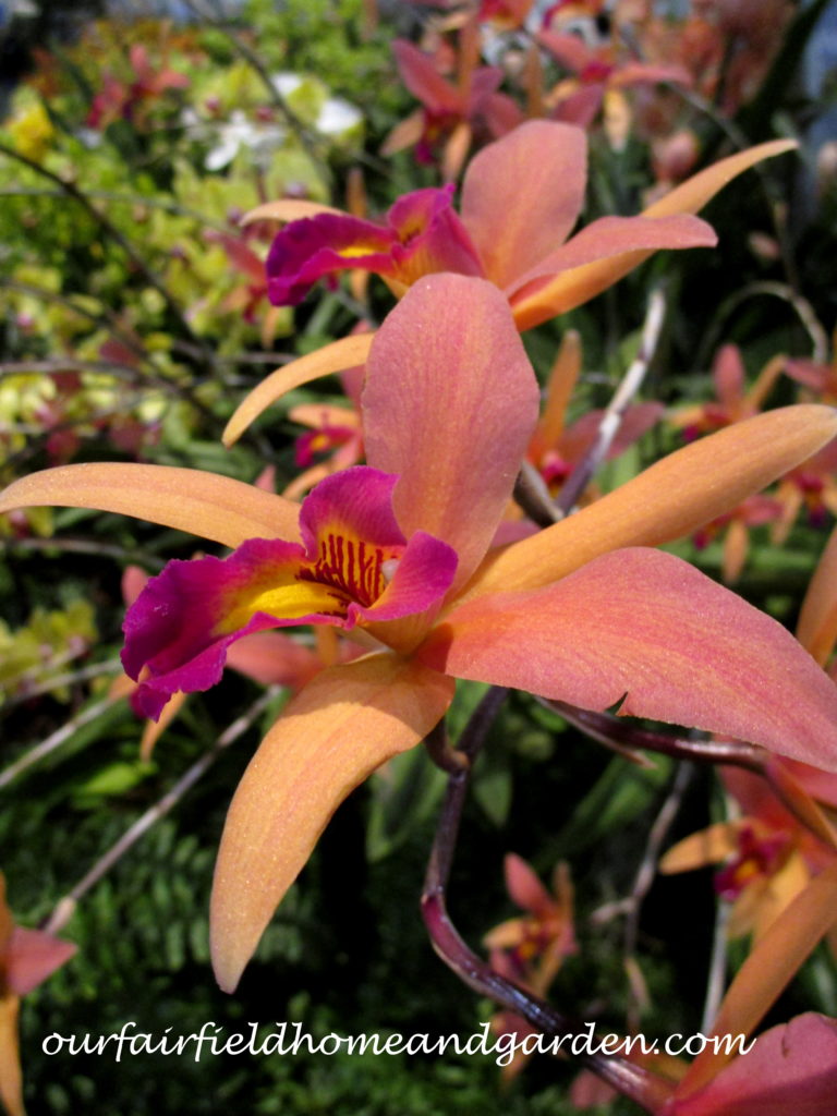 2017 Philadelphia Flower Show https://ourfairfieldhomeandgarden.com/field-trip-philadelphia-flower-show/