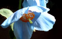 Himalayan Blue Poppies