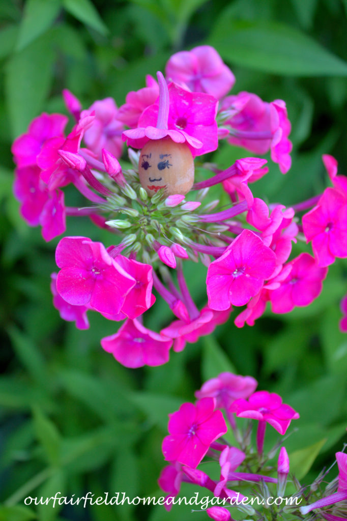 Flower Fairies https://ourfairfieldhomeandgarden.com/flower-fairies/