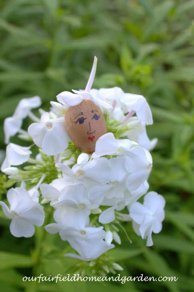 Flower Fairies https://ourfairfieldhomeandgarden.com/flower-fairies/
