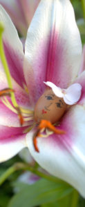 Flower Fairies https://ourfairfieldhomeandgarden.com/flower-fairies/