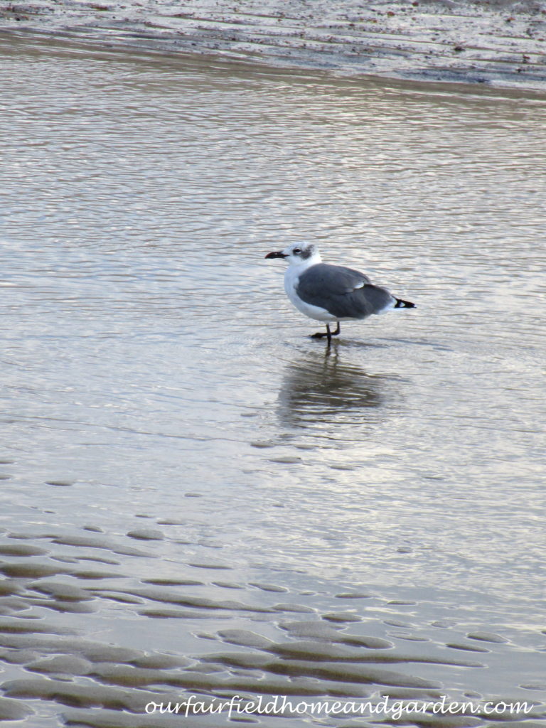 Lewes Beach, DE https://ourfairfieldhomeandgarden.com/field-trip-lewes-beach-get-a-way/