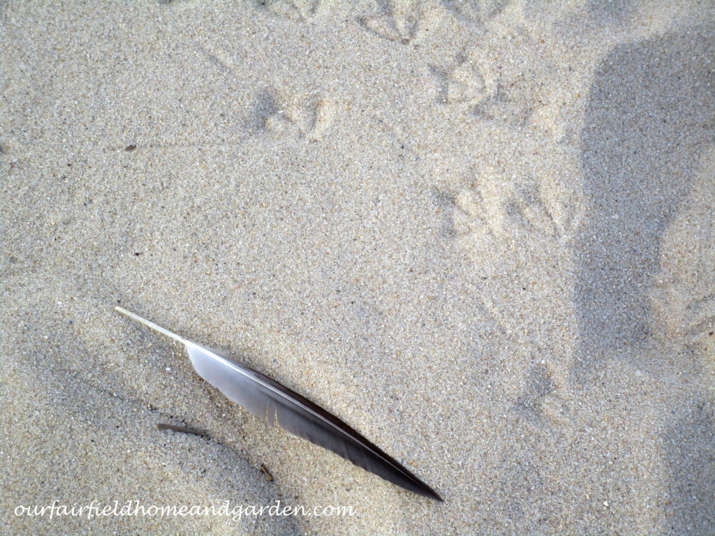 Lewes Beach, DE https://ourfairfieldhomeandgarden.com/field-trip-lewes-beach-get-a-way/