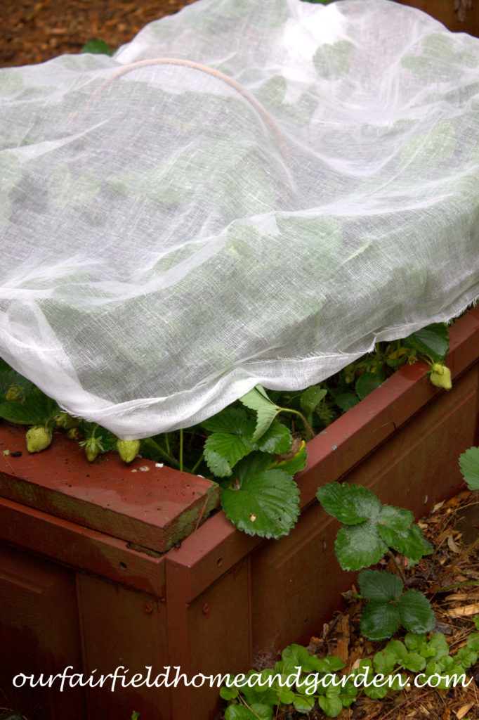 Cheesecloth in the Garden https://ourfairfieldhomeandgarden.com/cheesecloth-uses-in-the-garden-practical-and-recyclable/