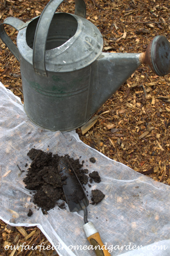 Cheesecloth in the Garden https://ourfairfieldhomeandgarden.com/cheesecloth-uses-in-the-garden-practical-and-recyclable/
