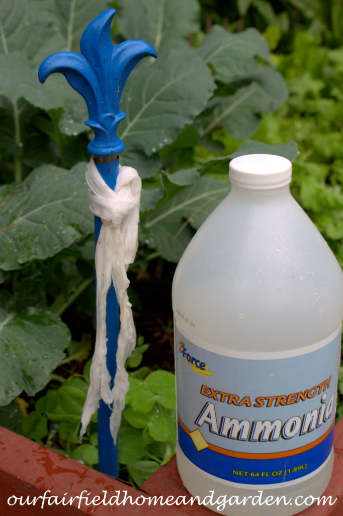 Cheesecloth in the Garden https://ourfairfieldhomeandgarden.com/cheesecloth-uses-in-the-garden-practical-and-recyclable/