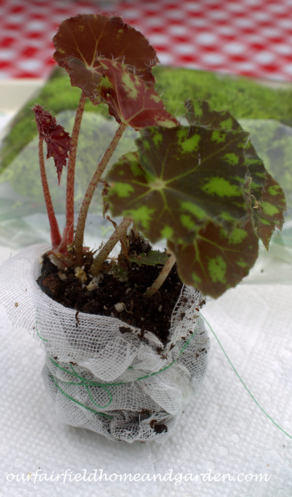 Cheesecloth in the Garden https://ourfairfieldhomeandgarden.com/cheesecloth-uses-in-the-garden-practical-and-recyclable/