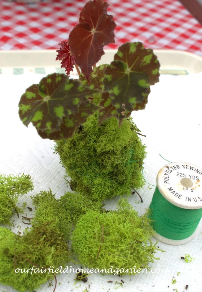 Cheesecloth in the Garden https://ourfairfieldhomeandgarden.com/cheesecloth-uses-in-the-garden-practical-and-recyclable/