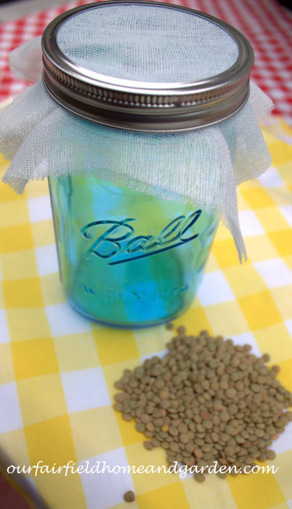 Cheesecloth in the Garden https://ourfairfieldhomeandgarden.com/cheesecloth-uses-in-the-garden-practical-and-recyclable/