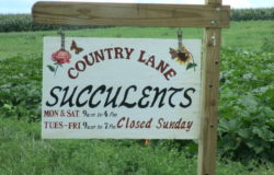 Country Lane Succulents