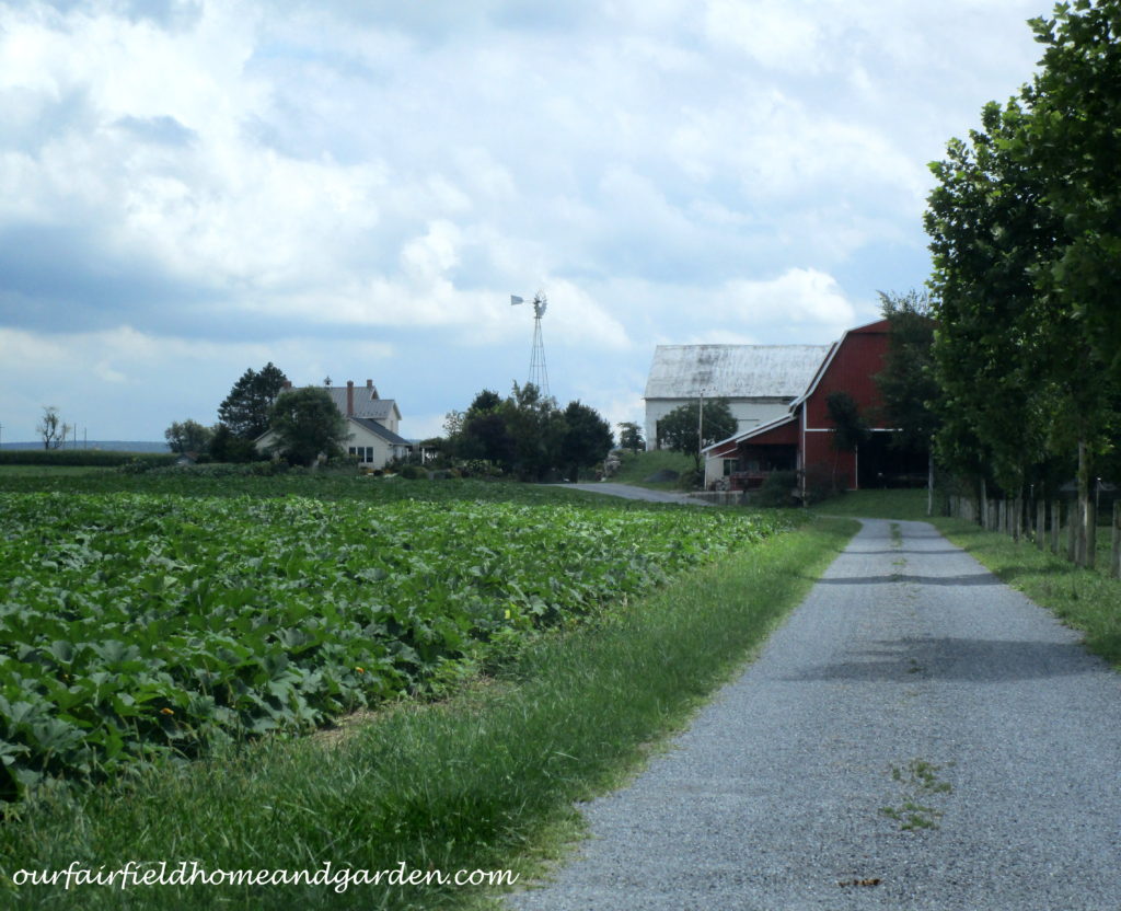 Country Lane Succulents https://ourfairfieldhomeandgarden.com/field-trip-country-lane-succulents-new-holland-pa/