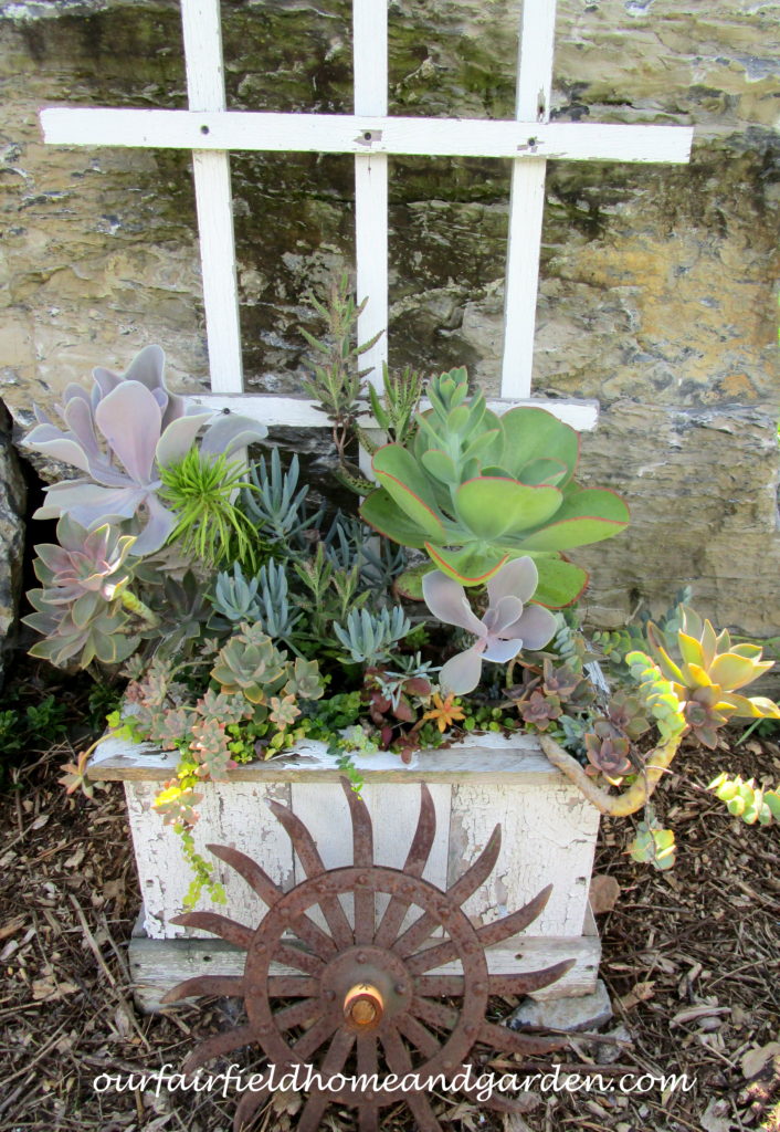 Country Lane Succulents https://ourfairfieldhomeandgarden.com/field-trip-country-lane-succulents-new-holland-pa/