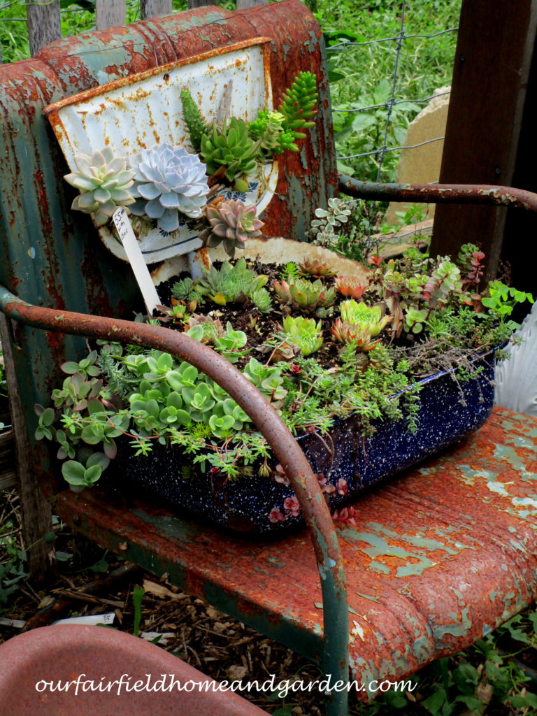 Country Lane Succulents https://ourfairfieldhomeandgarden.com/field-trip-country-lane-succulents-new-holland-pa/